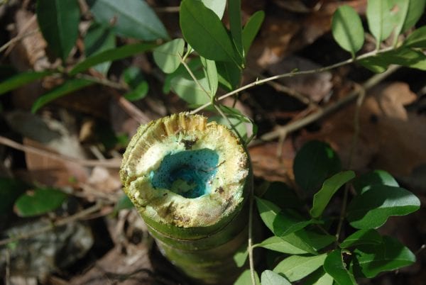 Figure 8. It may be tempting to fill the hollow created when cutting a bamboo culm, but this can lead to overapplication of herbicide.