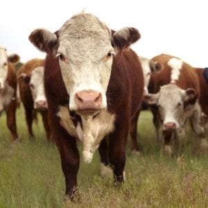Hereford cattle