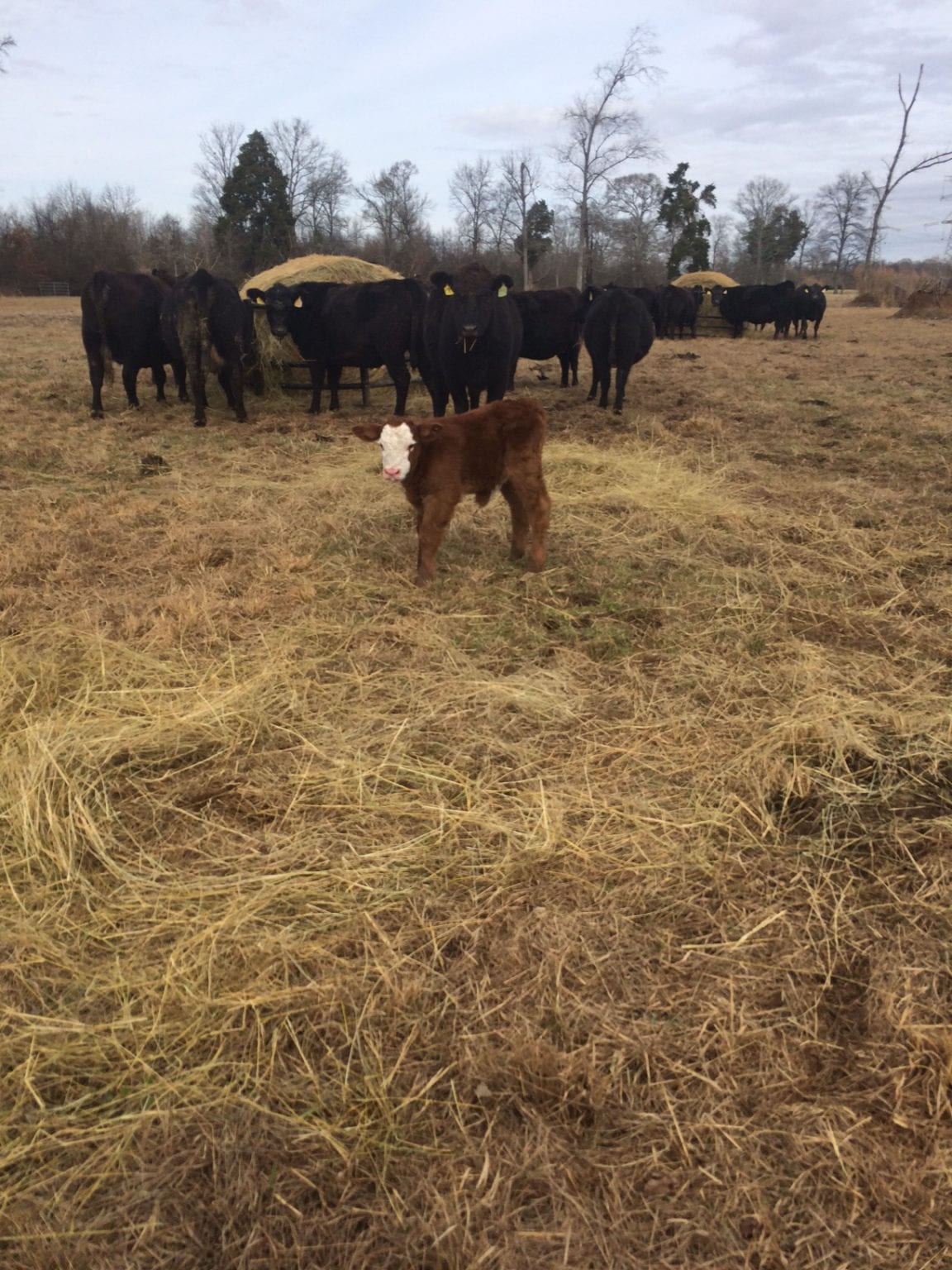 Supplementation Strategies for Cow Herds During the Winter Alabama