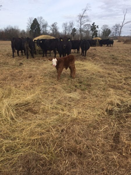 Cow-Calf Winter Feeding