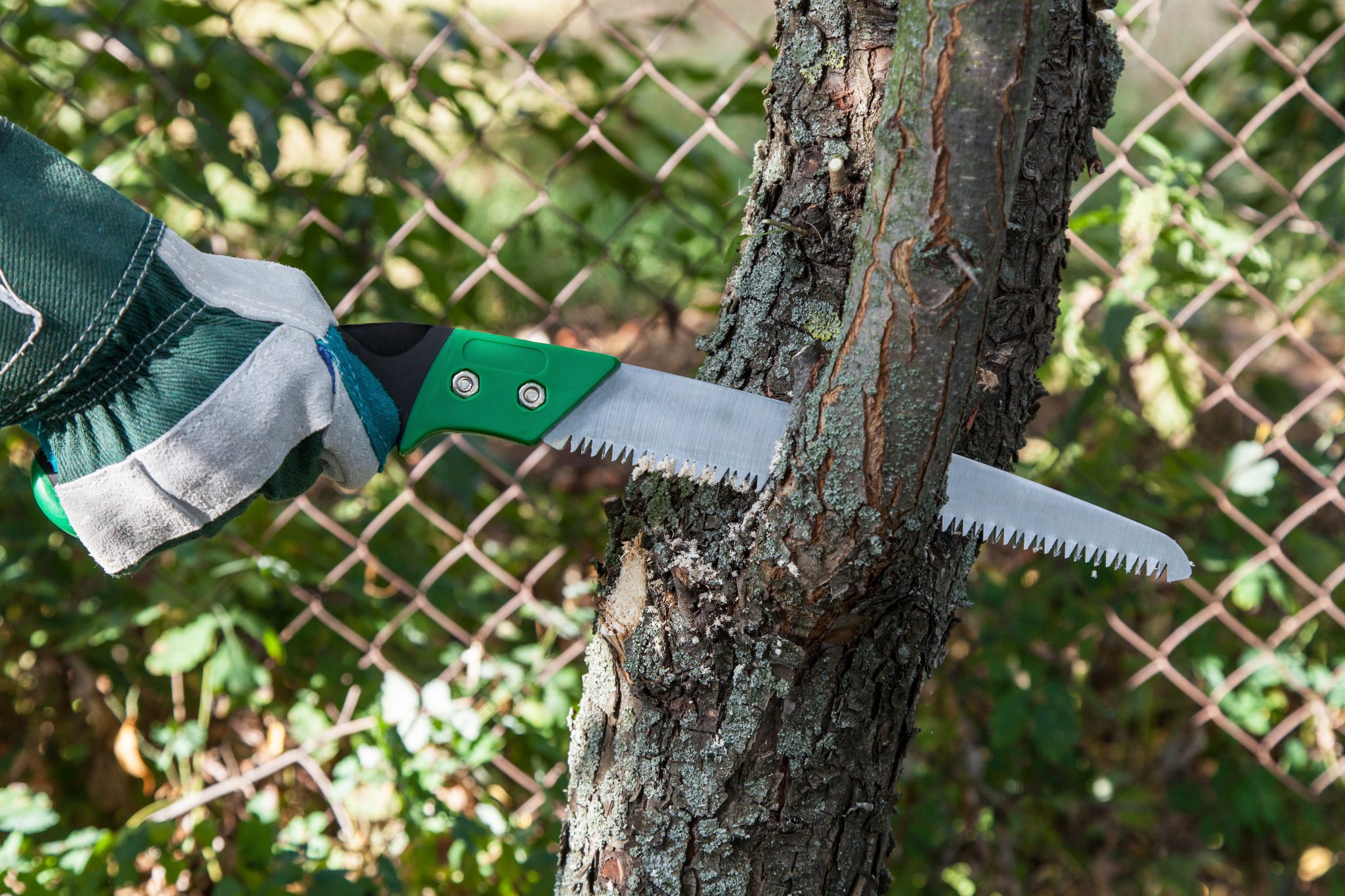 Pruning a tree