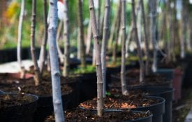 Rows of young maple trees in plastic pots on plant nursery