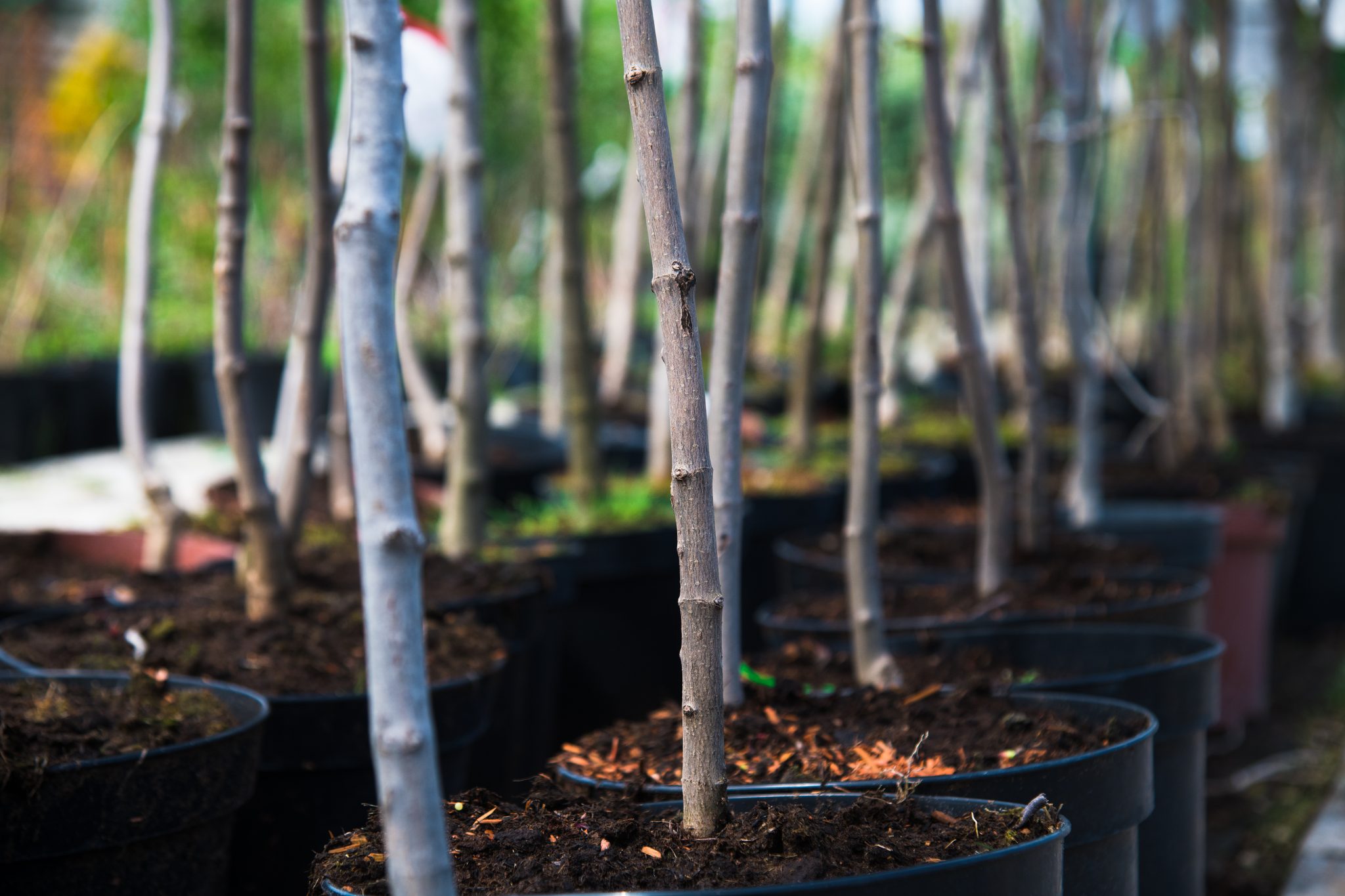 Rows of young maple trees in plastic pots on plant nursery