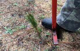 Planting Southern Pine Seedlings
