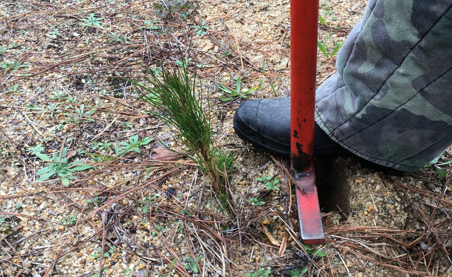 Planting Southern Pine Seedlings
