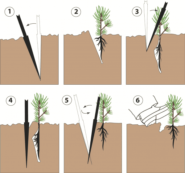 Figure 1. Planting southern pine tree seedling with a dibble bar.