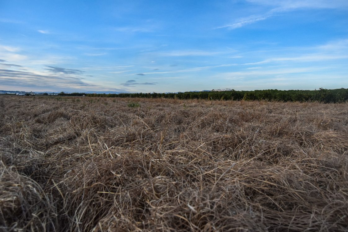 Figure 3. As chufa dies back in the fall, the dead leaves can blanket a field. This can help extend use of the plot as it makes finding tubers more difficult.