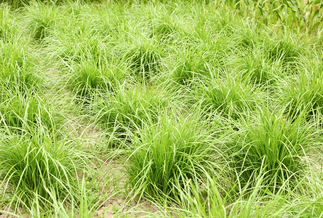 Figure 1. Chufa grows in clumps producing yellowish green leaves up to 3 feet tall.