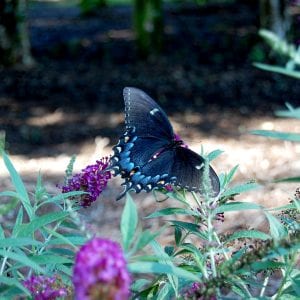 Figure 7. Butterfly bush.