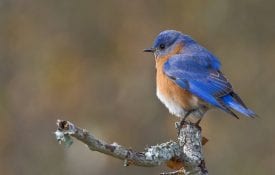 Bluebird on a branch