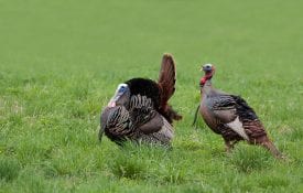 Wild turkeys