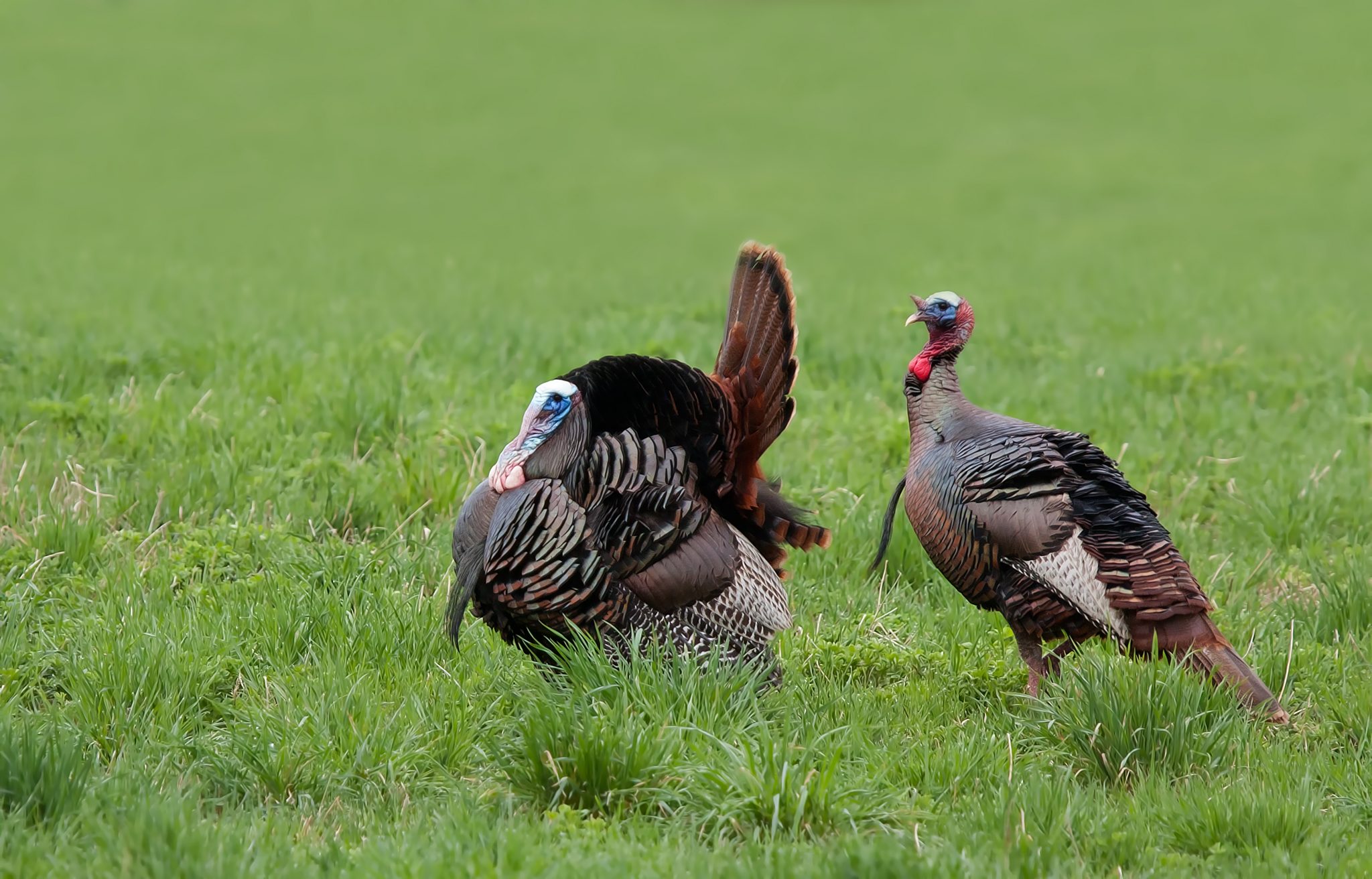 Wild turkeys