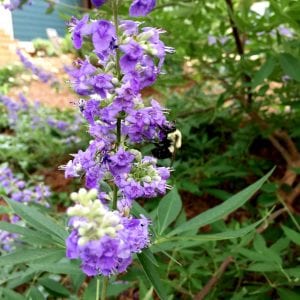 Figure 6. Chaste tree.