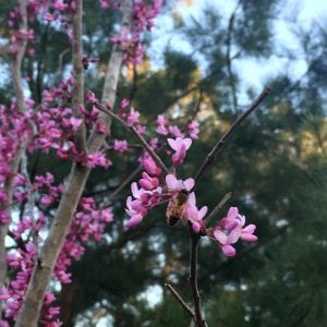 Figure 5. Eastern redbud in bloom.