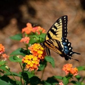 Figure 3. Lantana.