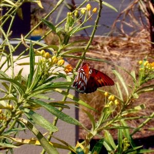 Figure 4. Butterfly weed.