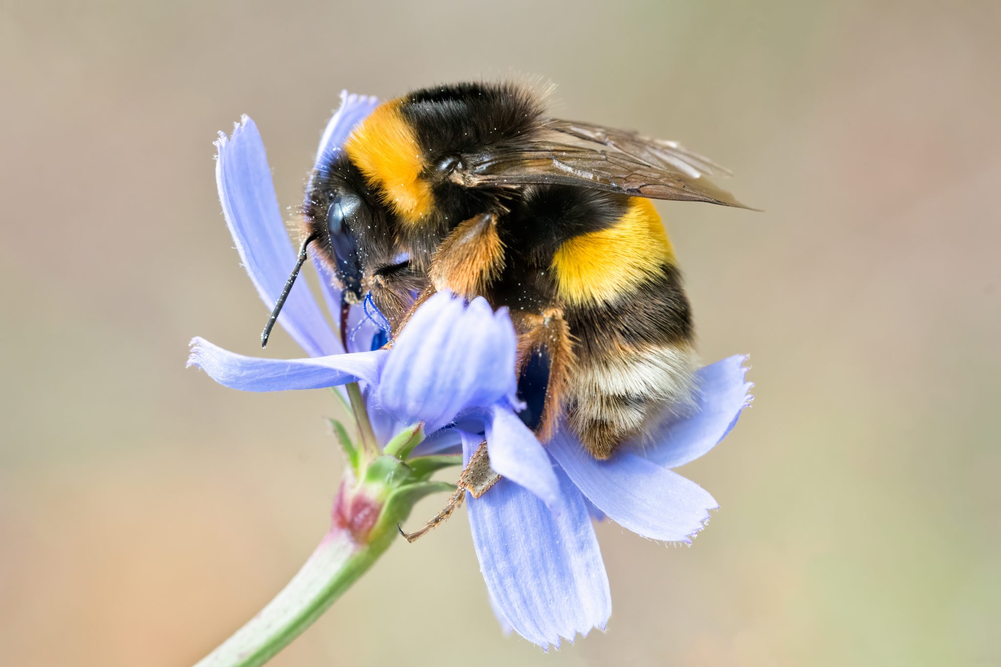 Bumblebee, pollinating and collecting nectar on a blue wild flower