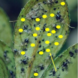 Figure 1. Spray applied only to the top side of the leaf. Pesticide moves to the underside of leaf where pests are feeding.