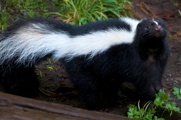 Striped skunks are the larger and more common of the two native skunk species.