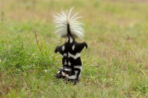 Eastern spotted skunks are only about the size of a squirrel. This species will do a handstand prior to spraying.