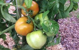 summer vegetables; tomatoes in raised bed garden