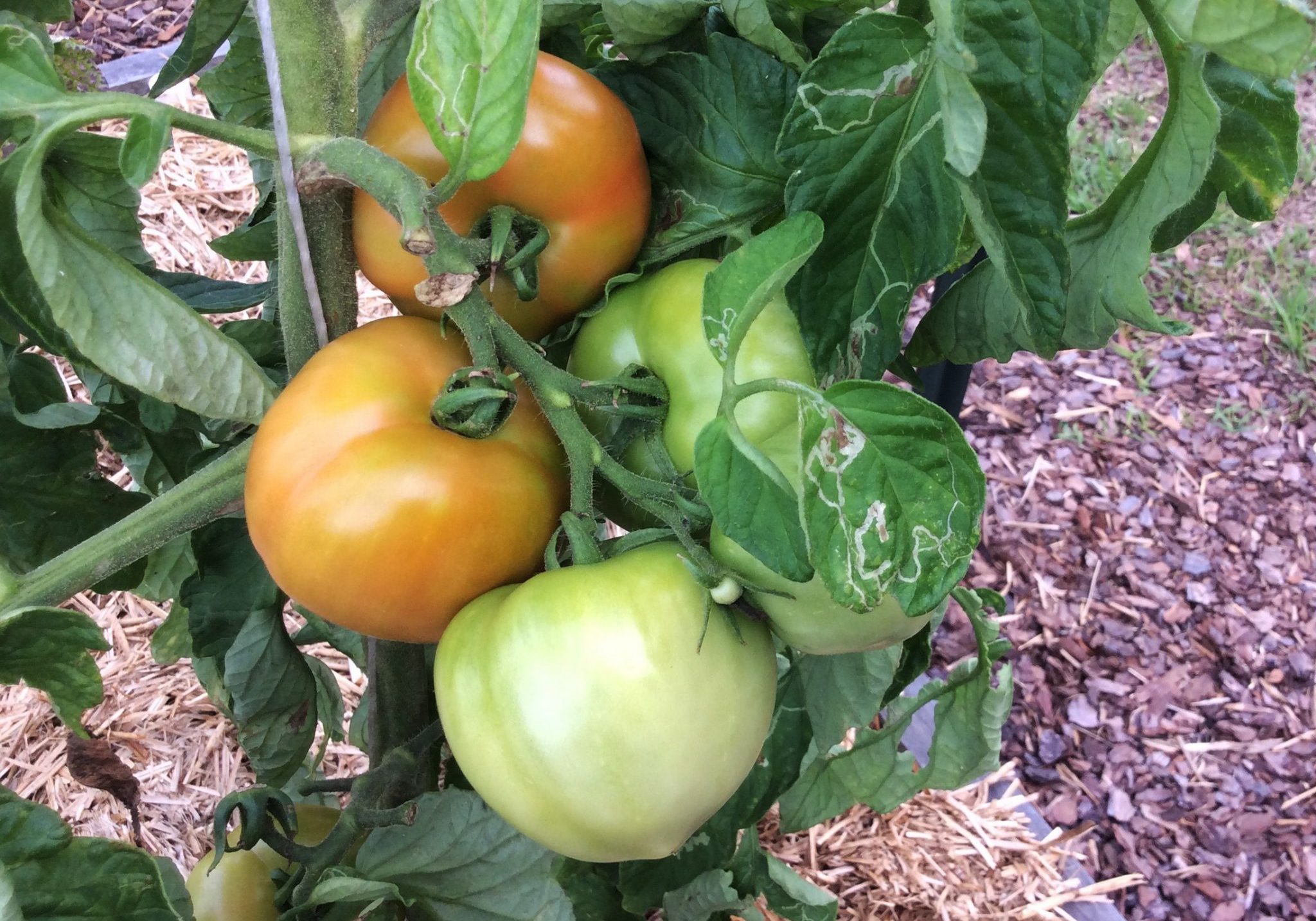 summer vegetables; tomatoes in raised bed garden