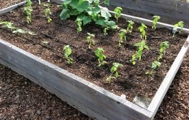 vegetables transplants in a raised bed