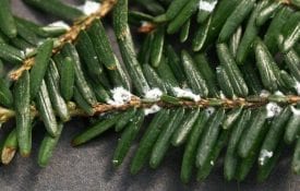 Figure 2. The topside of this hemlock branch contains the small, white, wool-like eggs sacks and adult coverings of the HWA. Adults themselves are just 1/16 inch in size and difficult to see. Photo courtesy of Bruce Watt, University of Maine, Bugwood.org.