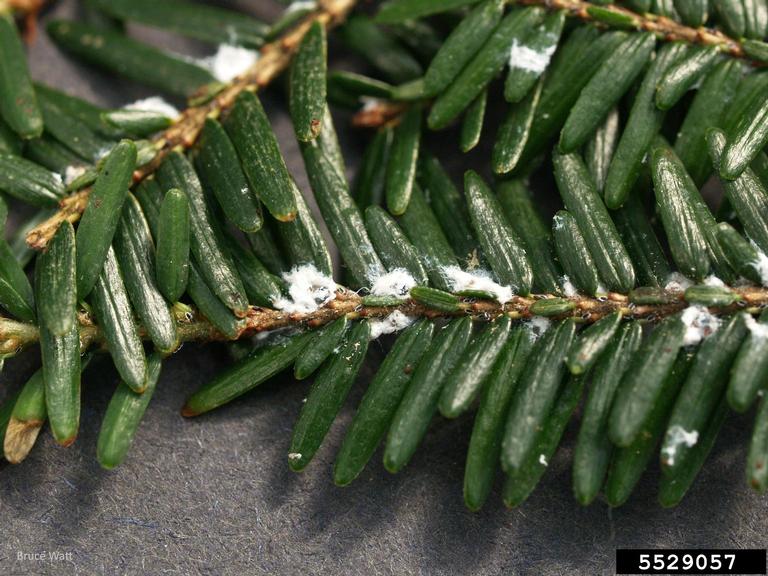 Figure 2. The topside of this hemlock branch contains the small, white, wool-like eggs sacks and adult coverings of the HWA. Adults themselves are just 1/16 inch in size and difficult to see. Photo courtesy of Bruce Watt, University of Maine, Bugwood.org.