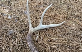 White Tailed Deer Antler