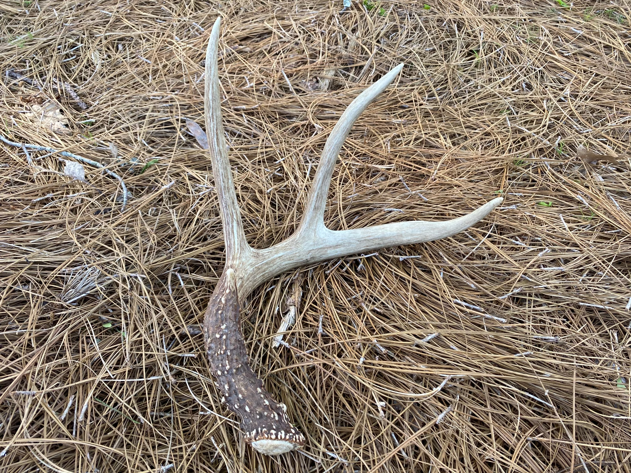 Hunting Antler Sheds - Alabama Cooperative Extension System