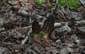 Morel Mushroom