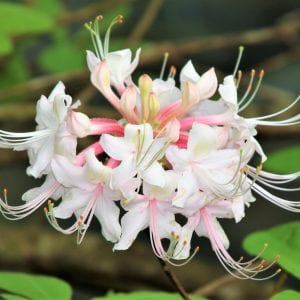 Piedmont Azalea - PawPaws