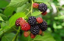 blackberries