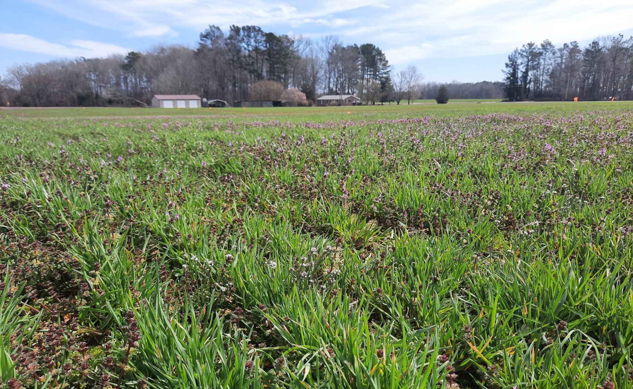 Orchardgrass planted in a pasture