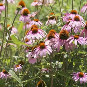 Figure 9. Purple coneflower.