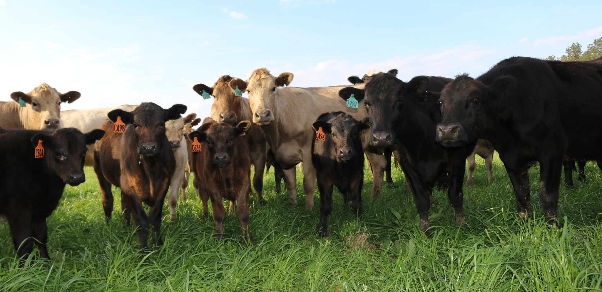 Group of commercial cows and calves