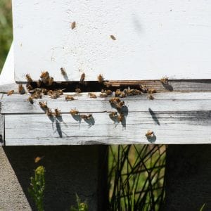 Bees Flying Out of Bee Hive Box