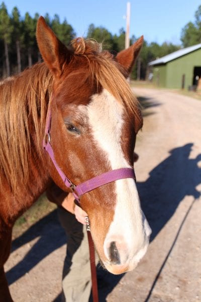 Close-up of a horse