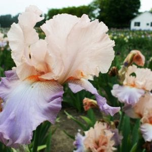 Figure 7. Bearded iris.