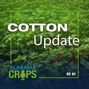 Episode 1 Cotton Update