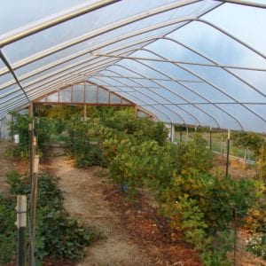 Figure 3. Primocane blackberries grown under high tunnel.