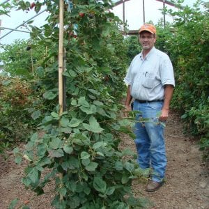 Figure 2. Blackberries grown under a high tunnel.