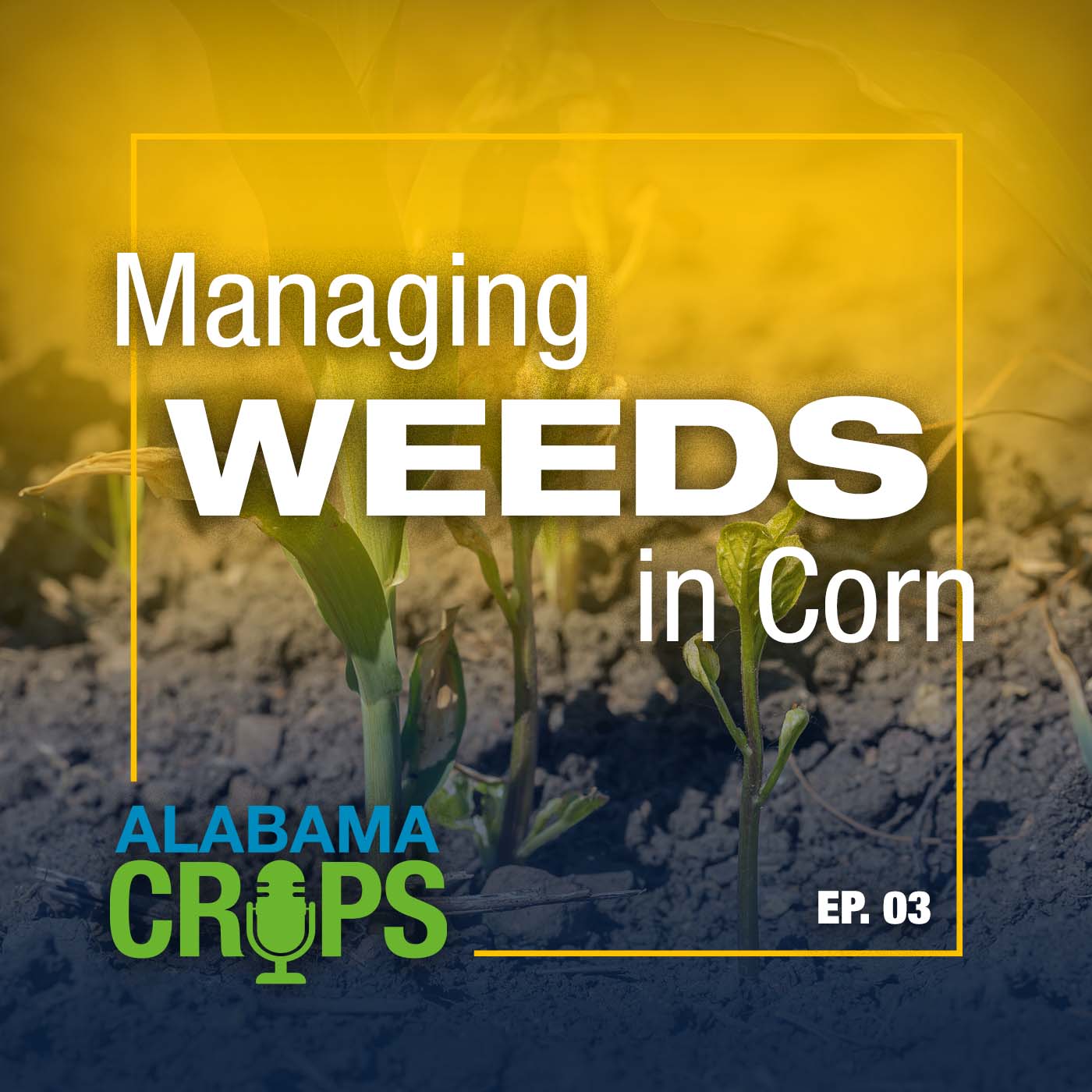 Managing Weeds in Corn - Alabama Crops EP.03