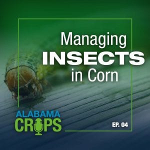 Managing Insects in Corn Alabama Crops Episode 4