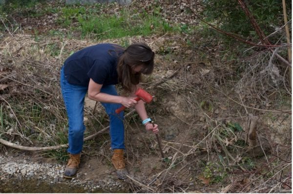 Installing a Native Plant Live Stake into Stream Bank