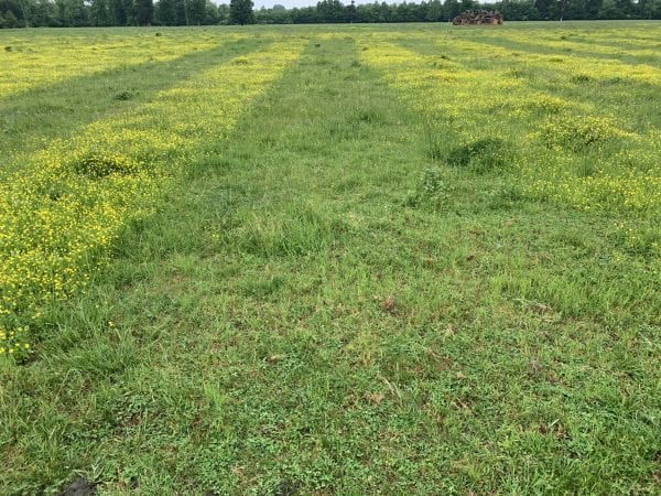 Figure 2. 10.8 fluid ounces per acre of 2,4-D Ester applied in December. Photo taken the following May.