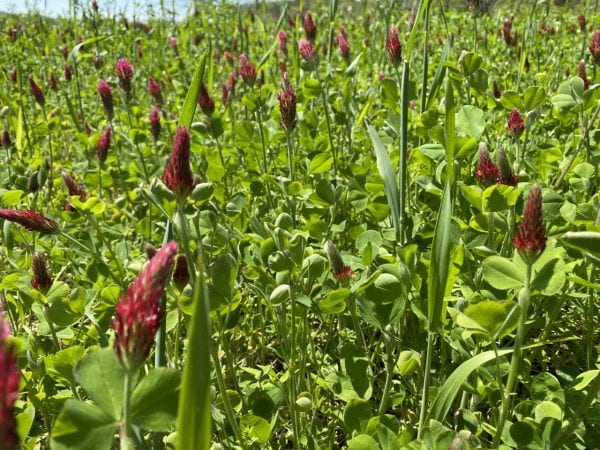 Figure 4. Legumes such as this crimson clover (blooming) obtain nitrogen from the air and add it to the soil when parts of the plants decompose. This food plot also contains arrowleaf clover, winter wheat, and winter peas.