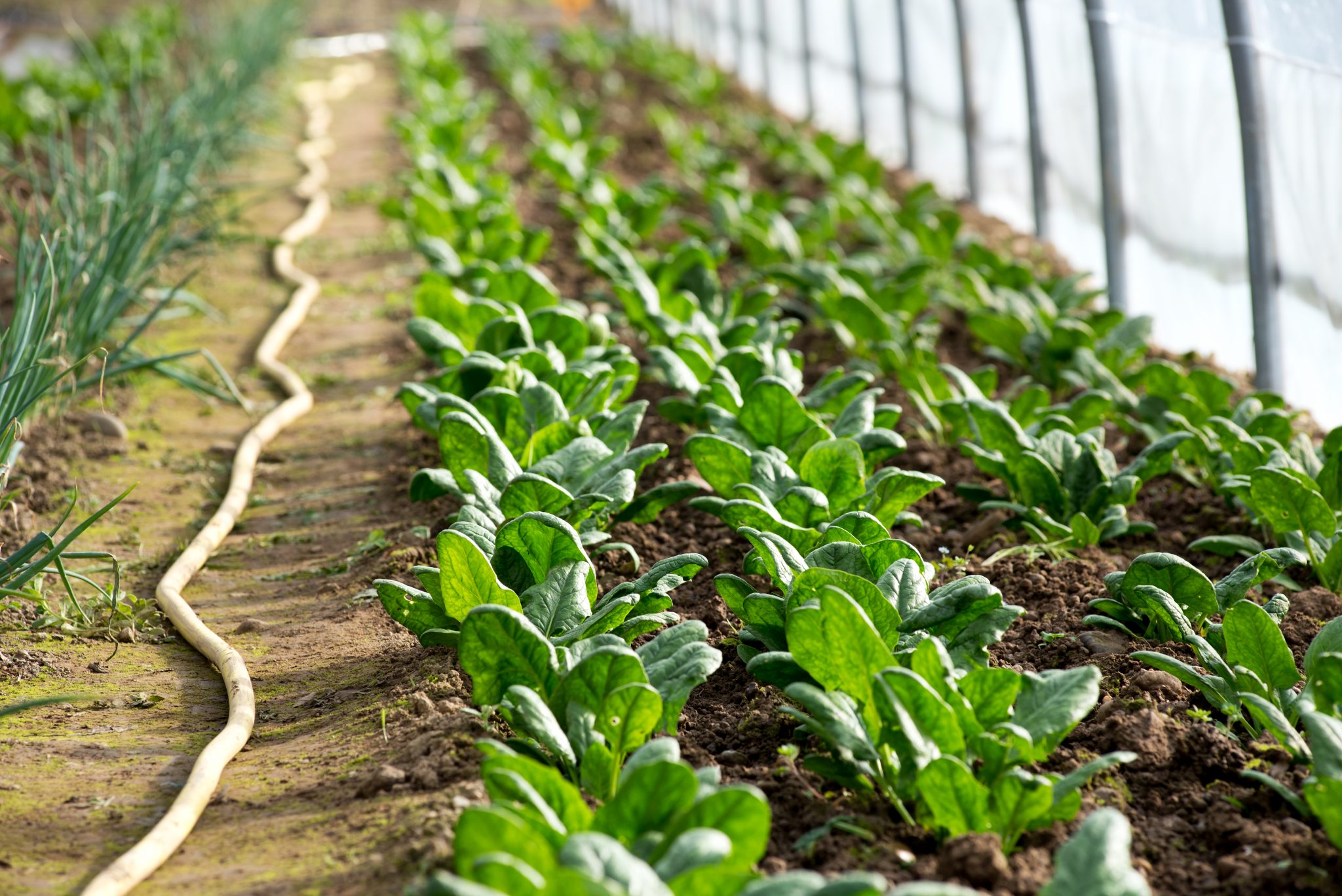 Rows of little spinach growing in greenhouse