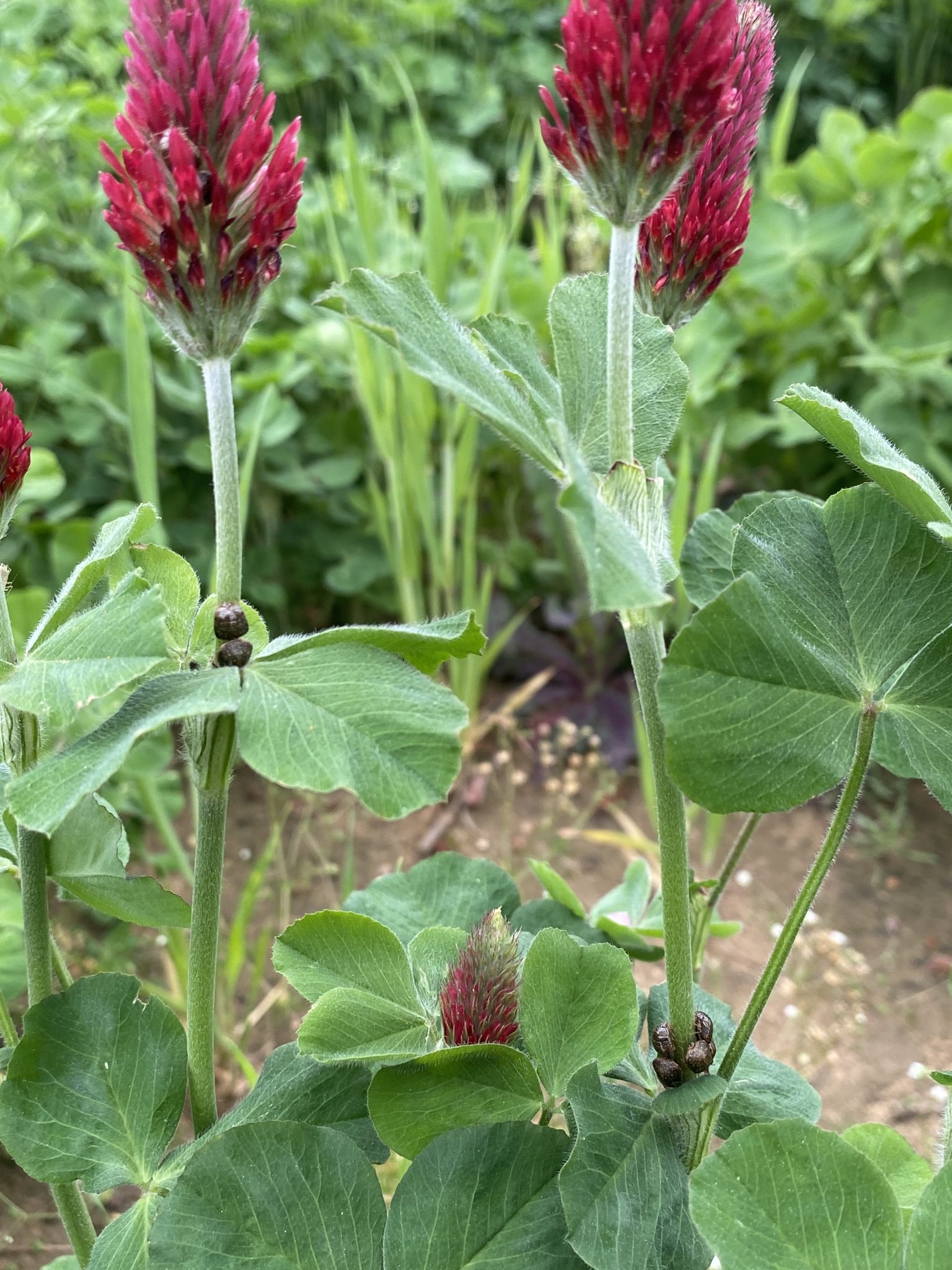 Thoughts About Early Season Soybean IPM in Alabama Alabama